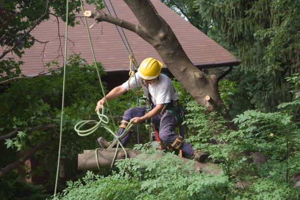 Best Tree Planting  in USA